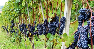AGrapes growing in a vineyard