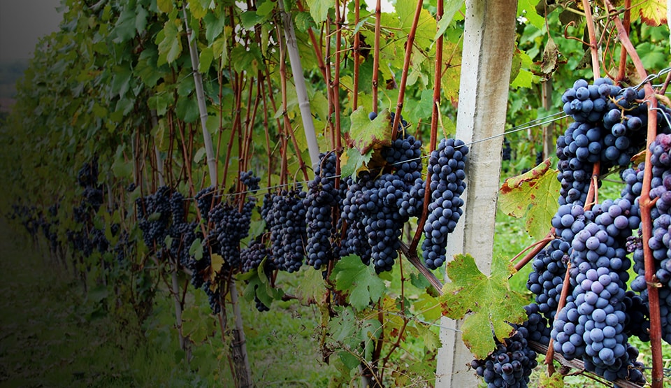 Grapes growing in a vineyard