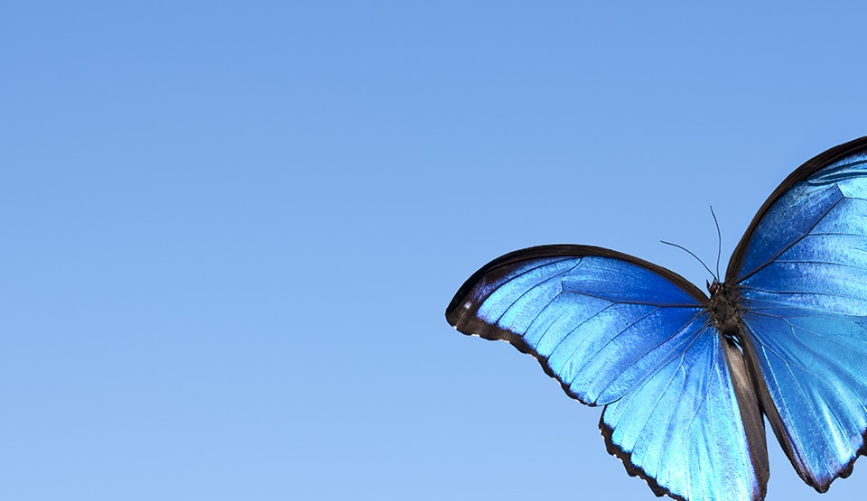 Dichroic Butterfly